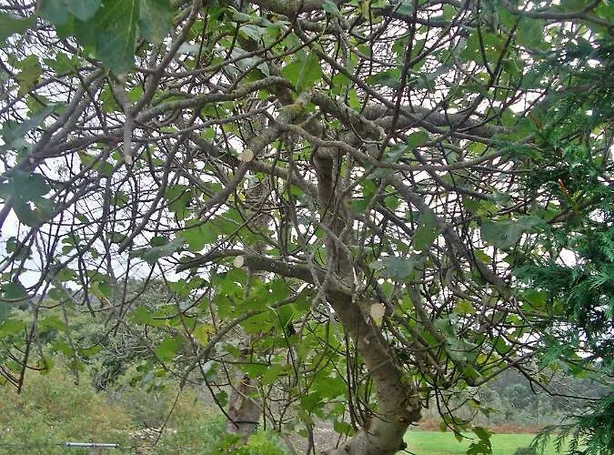 Casa Benito דירה ריבאדאו